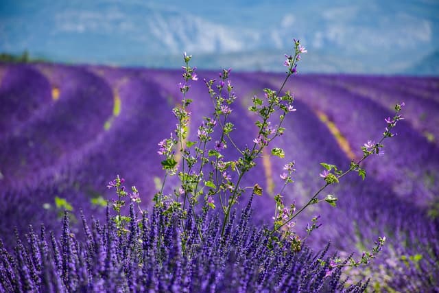 lavender, France